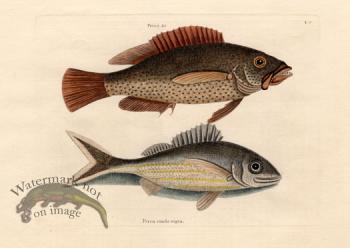 Catesby Fish 9